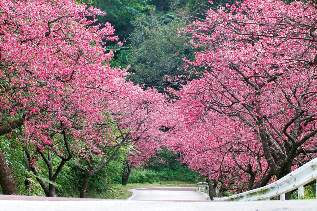일본에서 가장먼저 벚꽃을 볼 수 있는 곳-! (오키나와 나고, 사쿠라노모리)