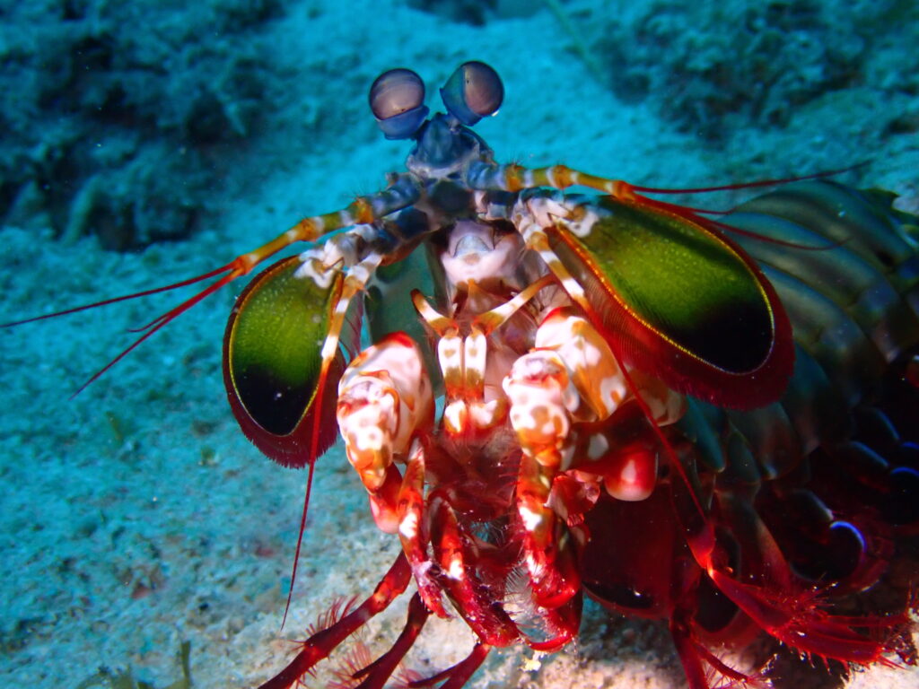 루나의 수중생물 이야기 1편 – 만티스 쉬림프